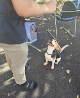 <3주차>반려견기초훈련