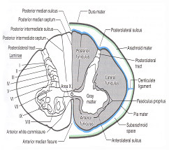 Spinal Cord image