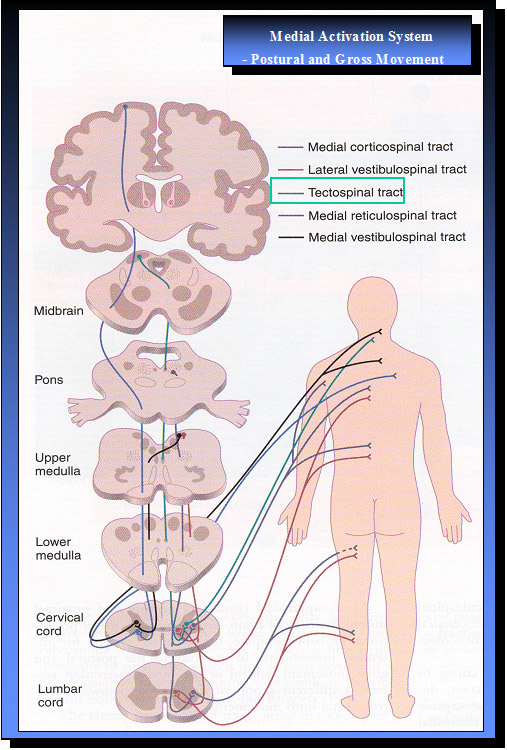 Medial Activation System - Postural and Gross Movement