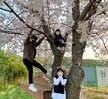 시스터브라더 벚꽃 사진 대회 참가자(2021.04.09 Sister&Brother)